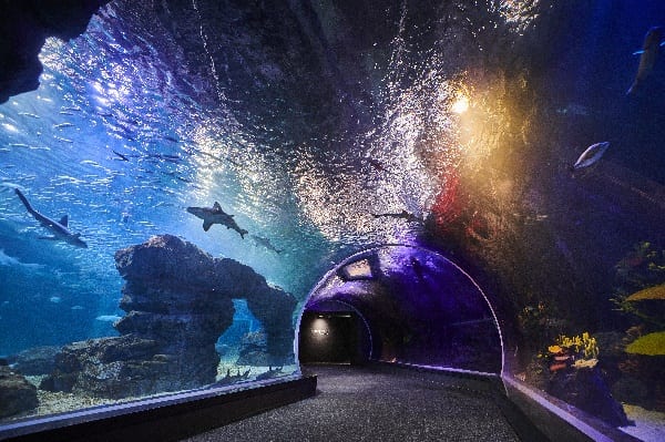Korea aquarium in_to_the_ocean_