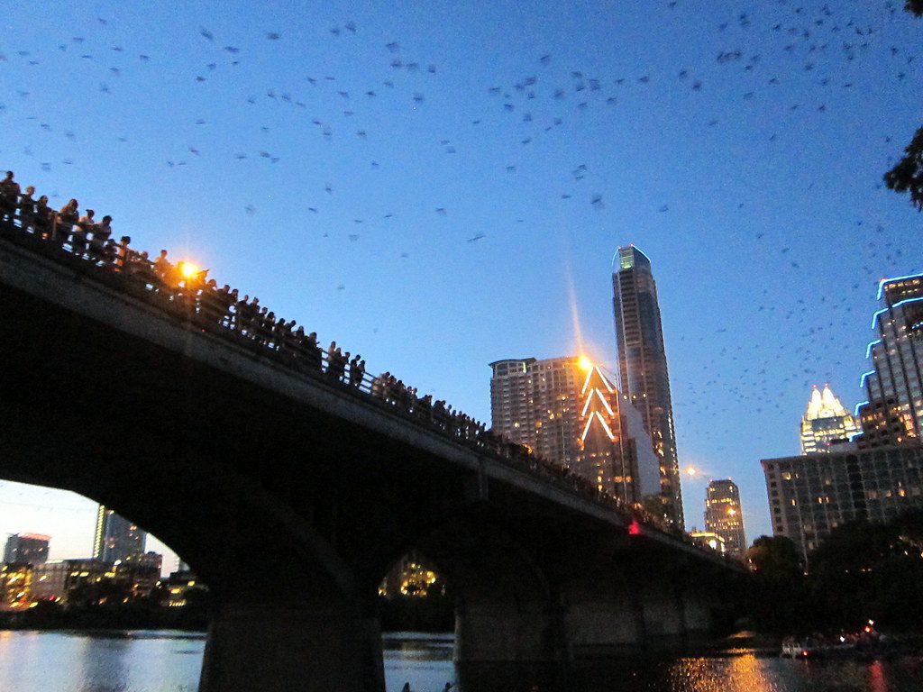 Austin Bats