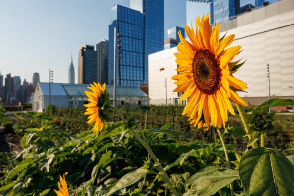 Javits Sustainability Strategy Expands Beyond the Green Roof